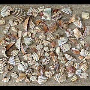 Lot 116 pieces of Atlantic Giant Cockle imperfect jewelry arts crafts sea shells